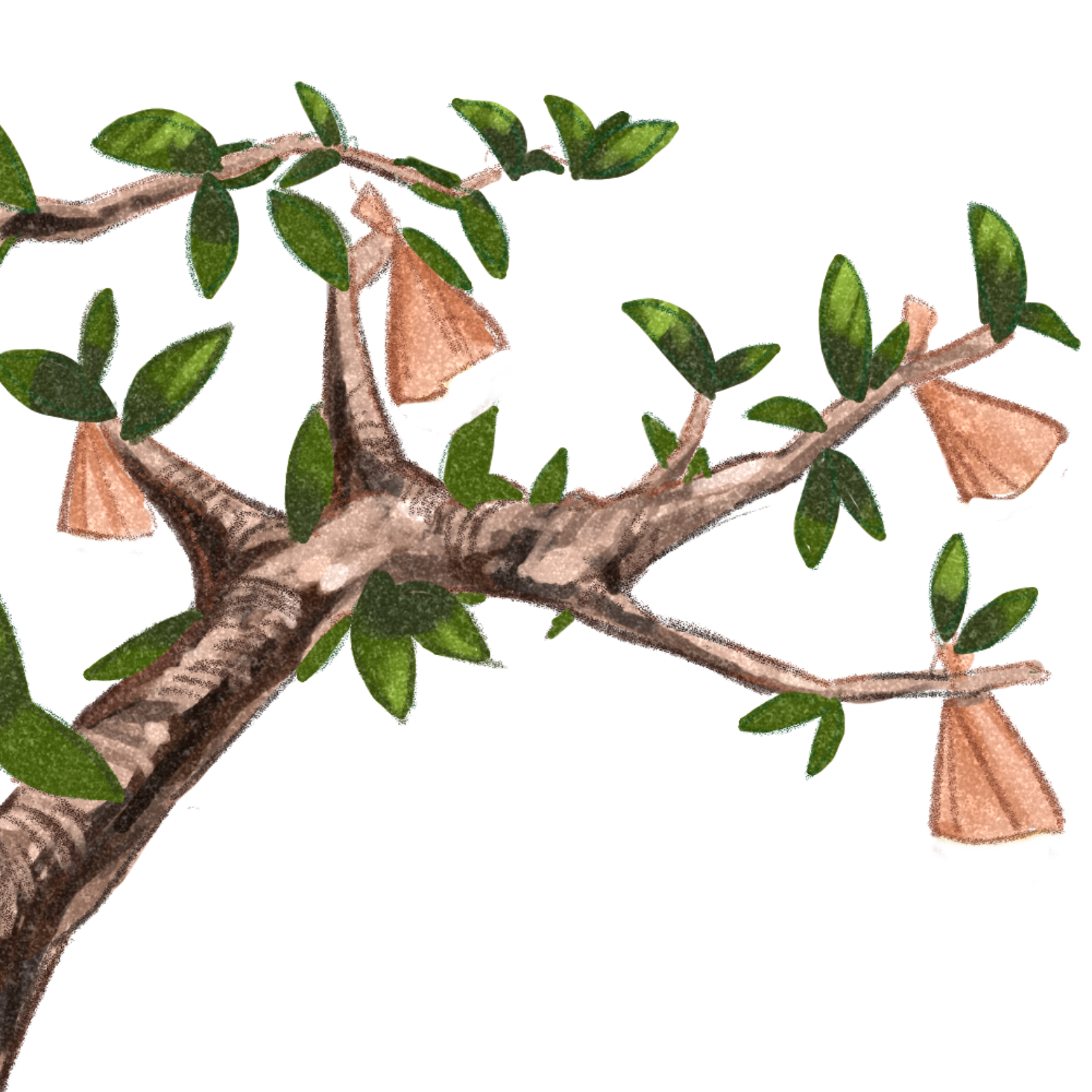 桃の木のイラスト