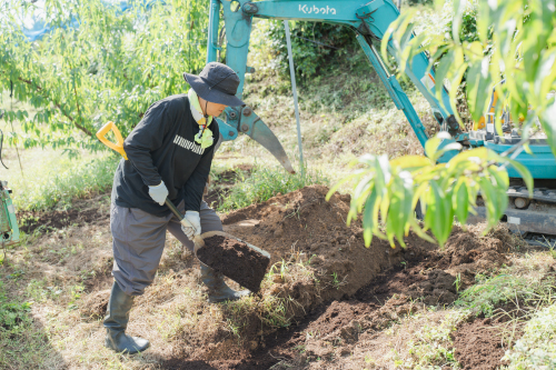 テープ固定している桃の木