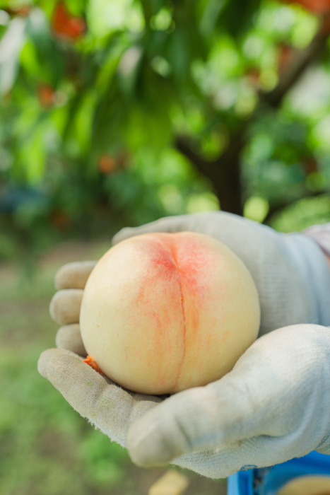 箱に入った7つの桃のイラスト