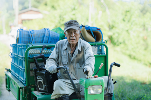 桃の木に受粉作業している管理者