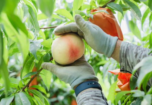 切って皿に載せた桃