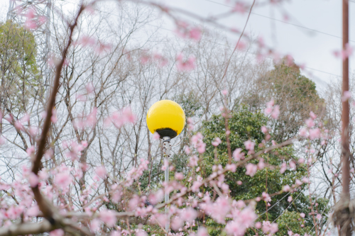 桃の花が咲いた枝