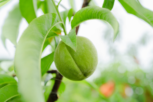 予備摘果・仕上げ摘果